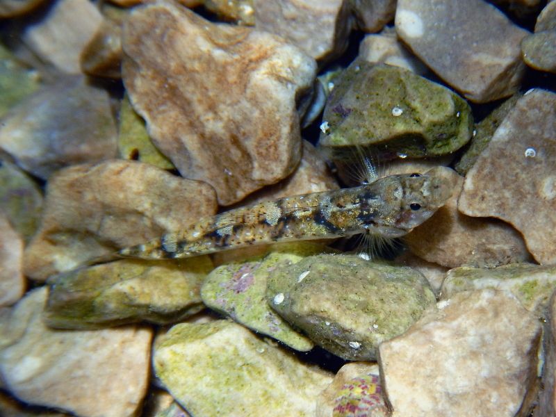 Pomatoschistus marmoratus and P. bathi from Krk